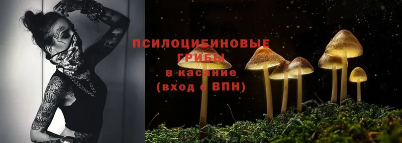 Галлюциногенные грибы MAGIC MUSHROOMS  где можно купить наркотик  Нестеровская 